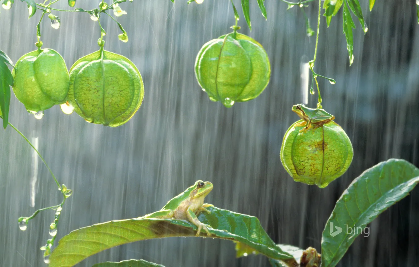 Photo wallpaper leaves, rain, plant, Japanese tree frog