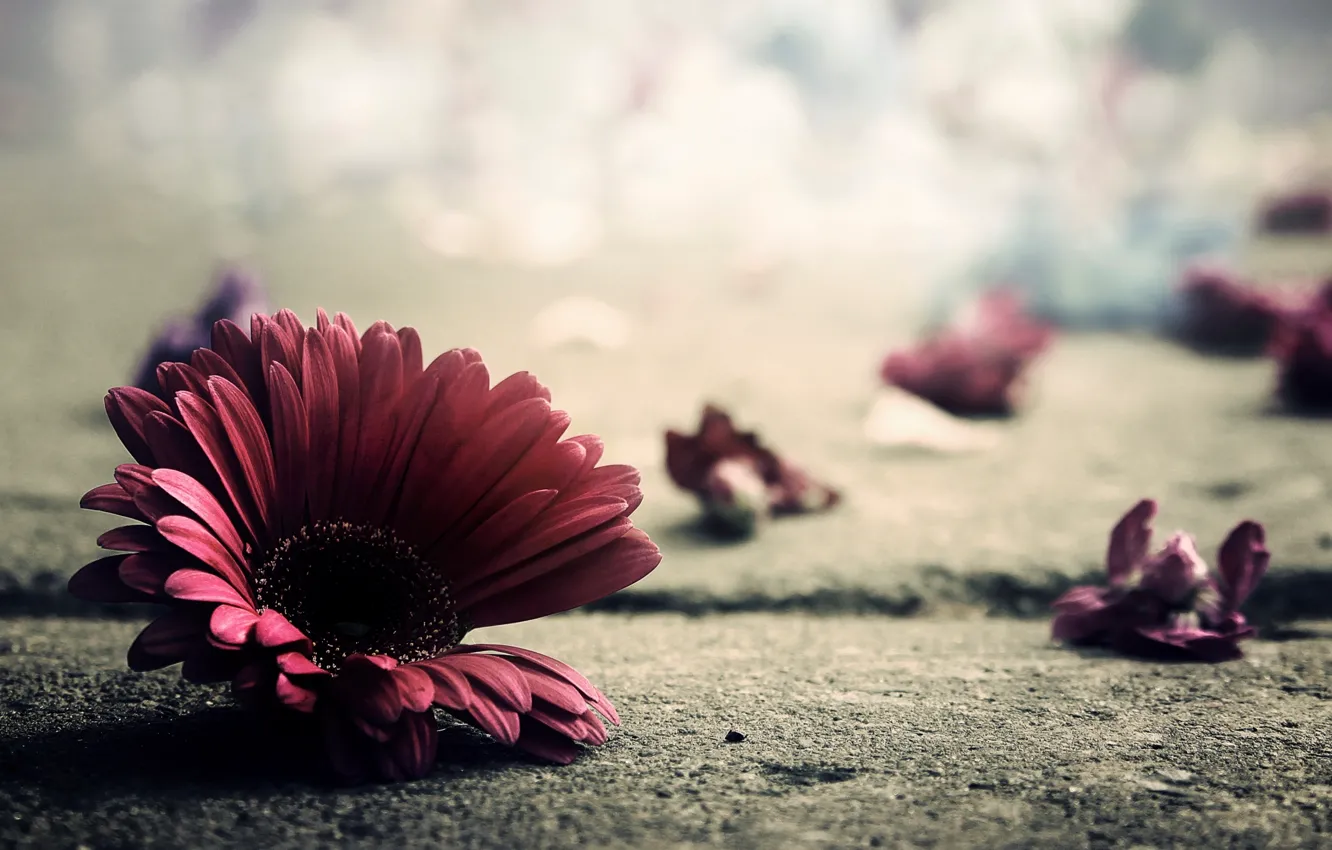 Photo wallpaper asphalt, macro, flowers, photo, earth, petals, gerbera