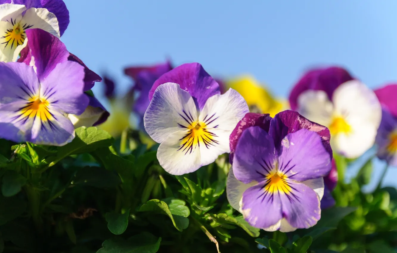 Photo wallpaper the sky, Pansy, garden violets