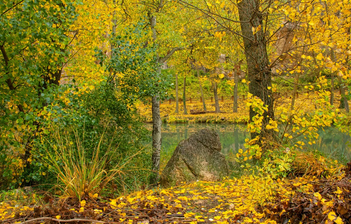 Photo wallpaper Autumn, Forest, Fall, Foliage, River, Autumn, Colors, River