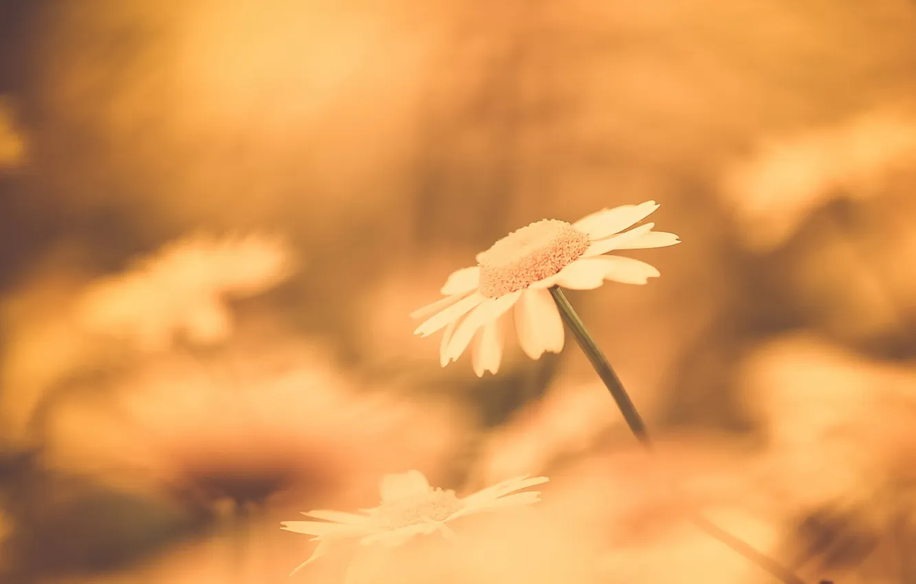 Photo wallpaper flowers, nature, chamomile