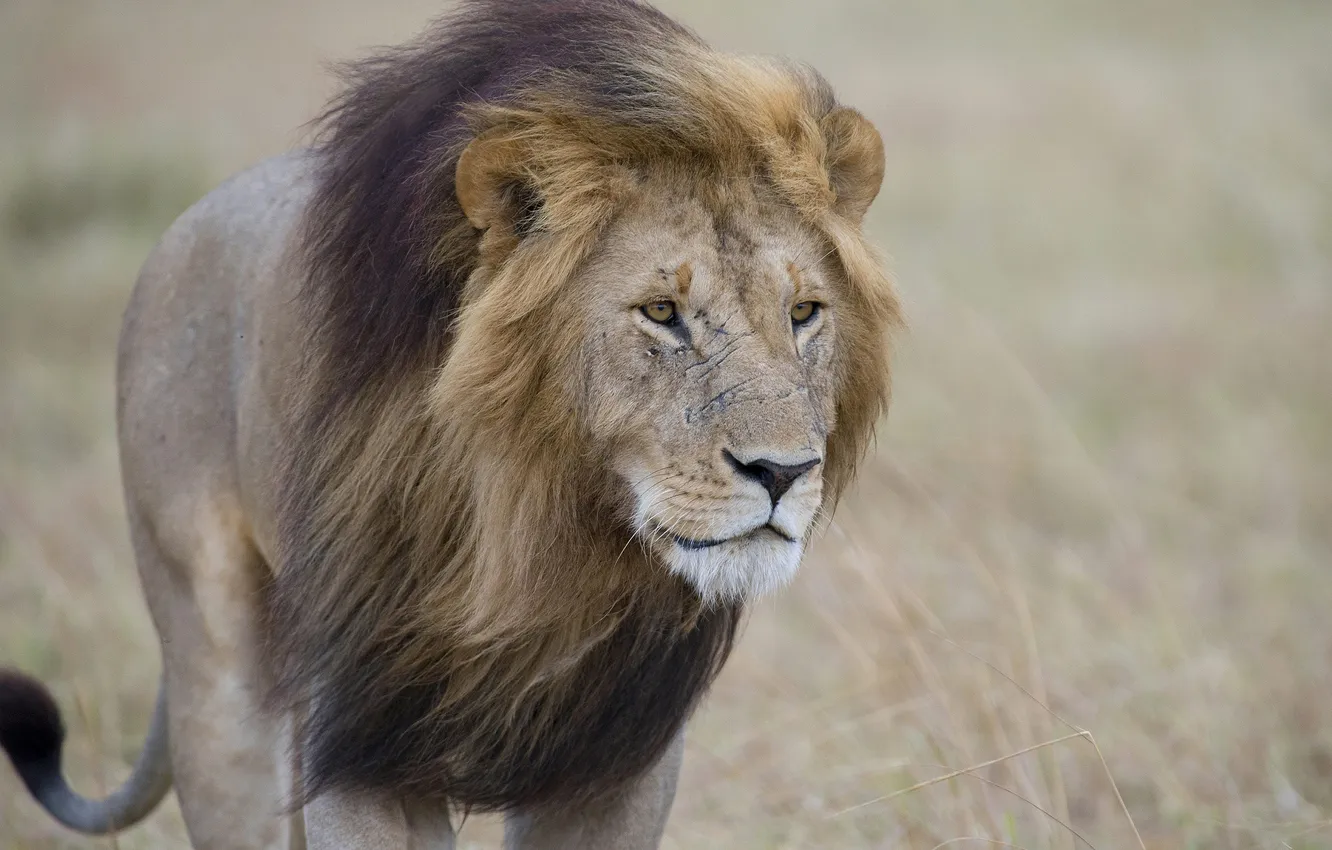 Photo wallpaper cat, predator, Leo, mane, scar