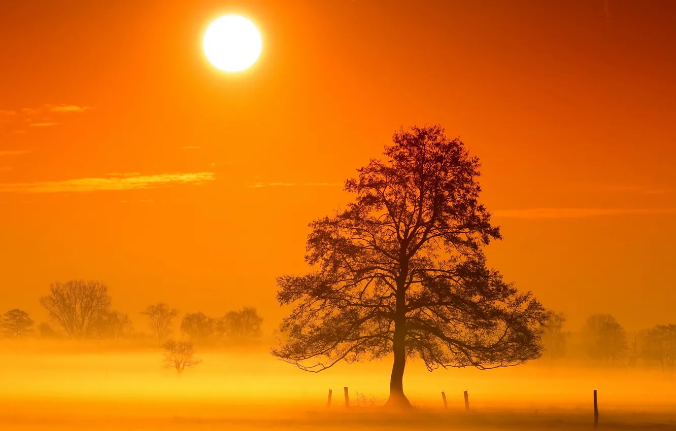 Photo wallpaper light, trees, landscape, night, nature