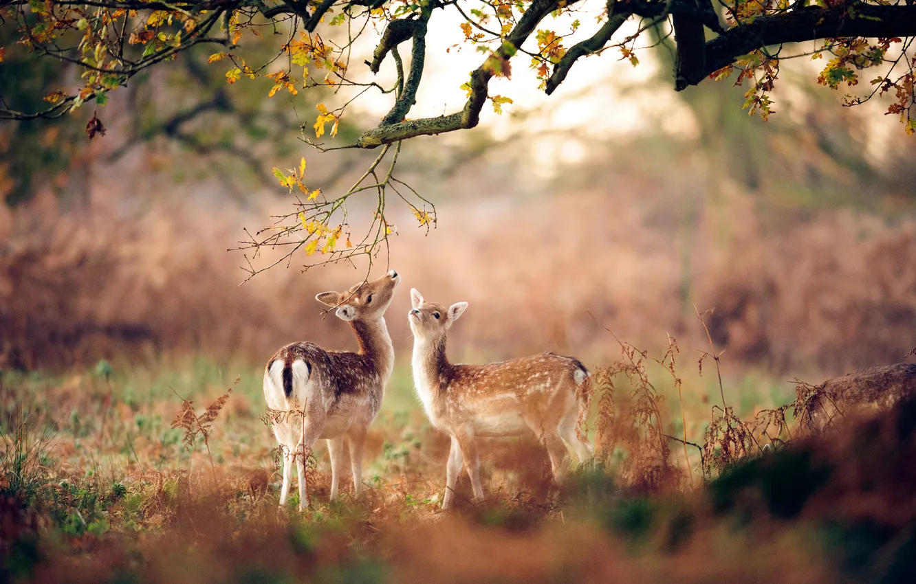 Photo wallpaper autumn, forest, tree, small, deer, November, oak