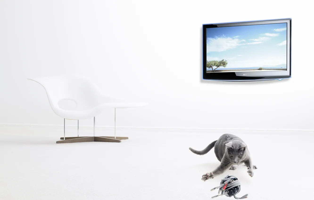 Photo wallpaper tangle, TV, grey cat, Christophe Gilbert, contemporary chair