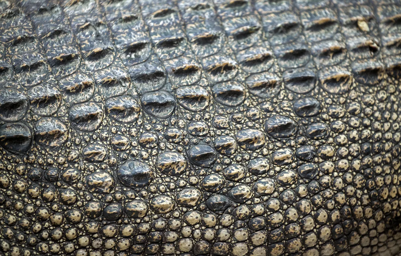 Photo wallpaper leather, crocodile, texture, leather, crocodile, skin