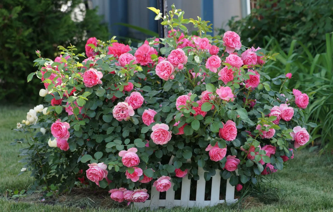Photo wallpaper grass, flowers, vegetation, roses, pink, buds, the bushes, the fence