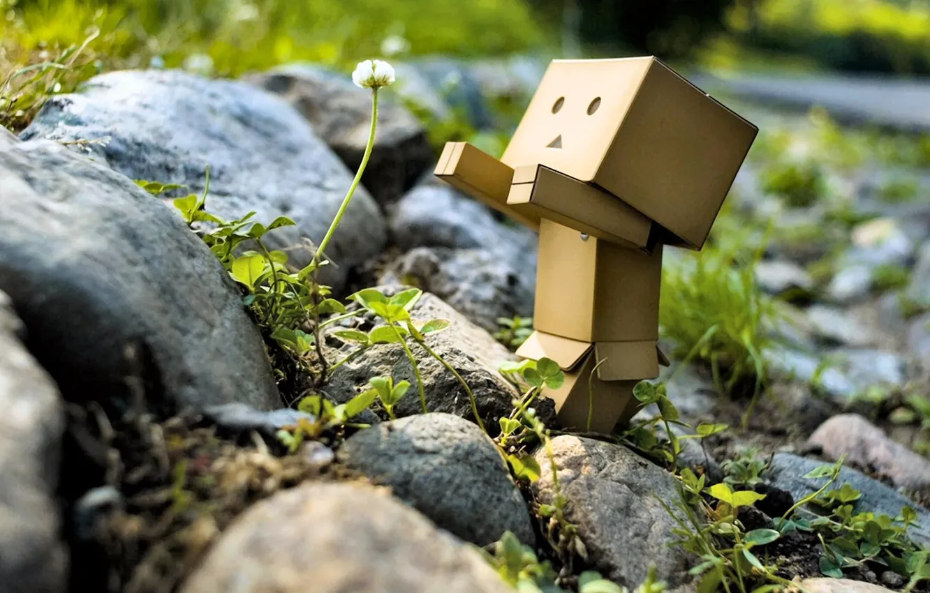 Photo wallpaper greens, flower, nature, stones, robot, danbo, Danboard, box