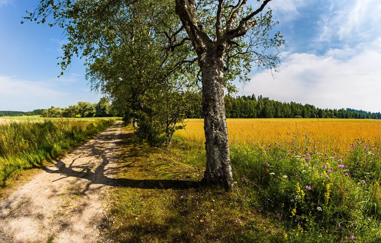 Photo wallpaper summer, road, trees