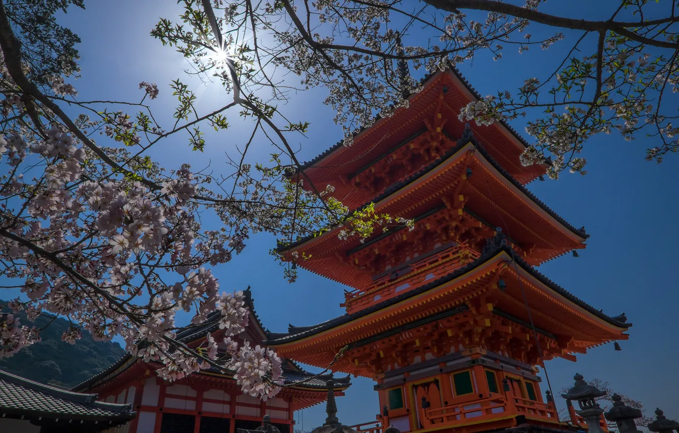 Photo wallpaper spring, Japan, temple