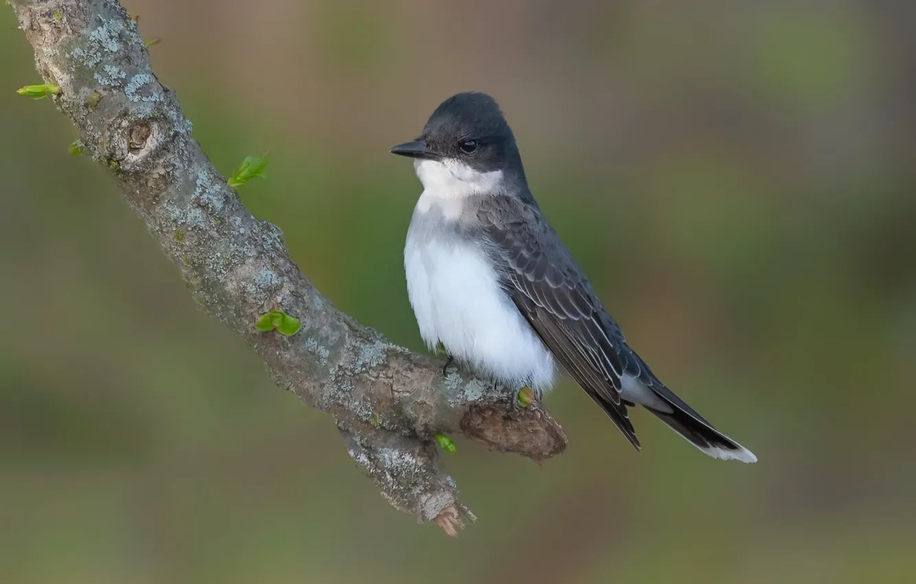 Photo wallpaper nature, bird, The Royal Tyrant