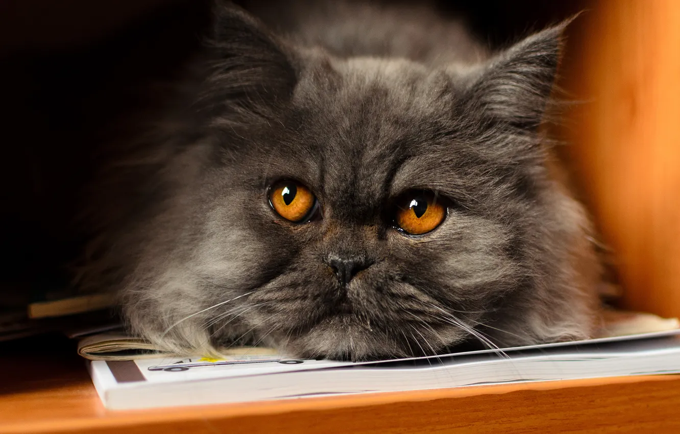 Photo wallpaper cat, cat, look, pose, grey, portrait, shelf, lies
