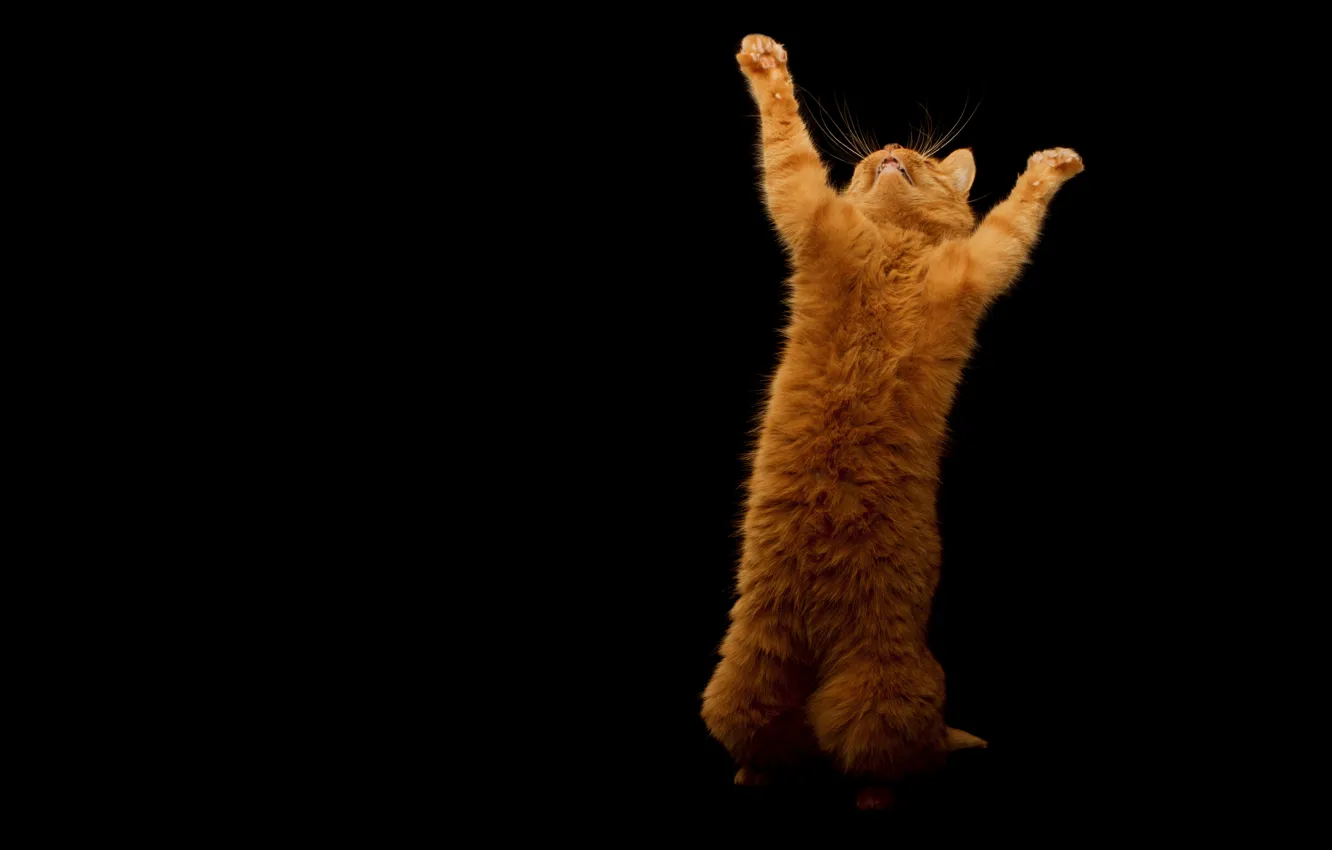 Photo wallpaper cat, joy, red