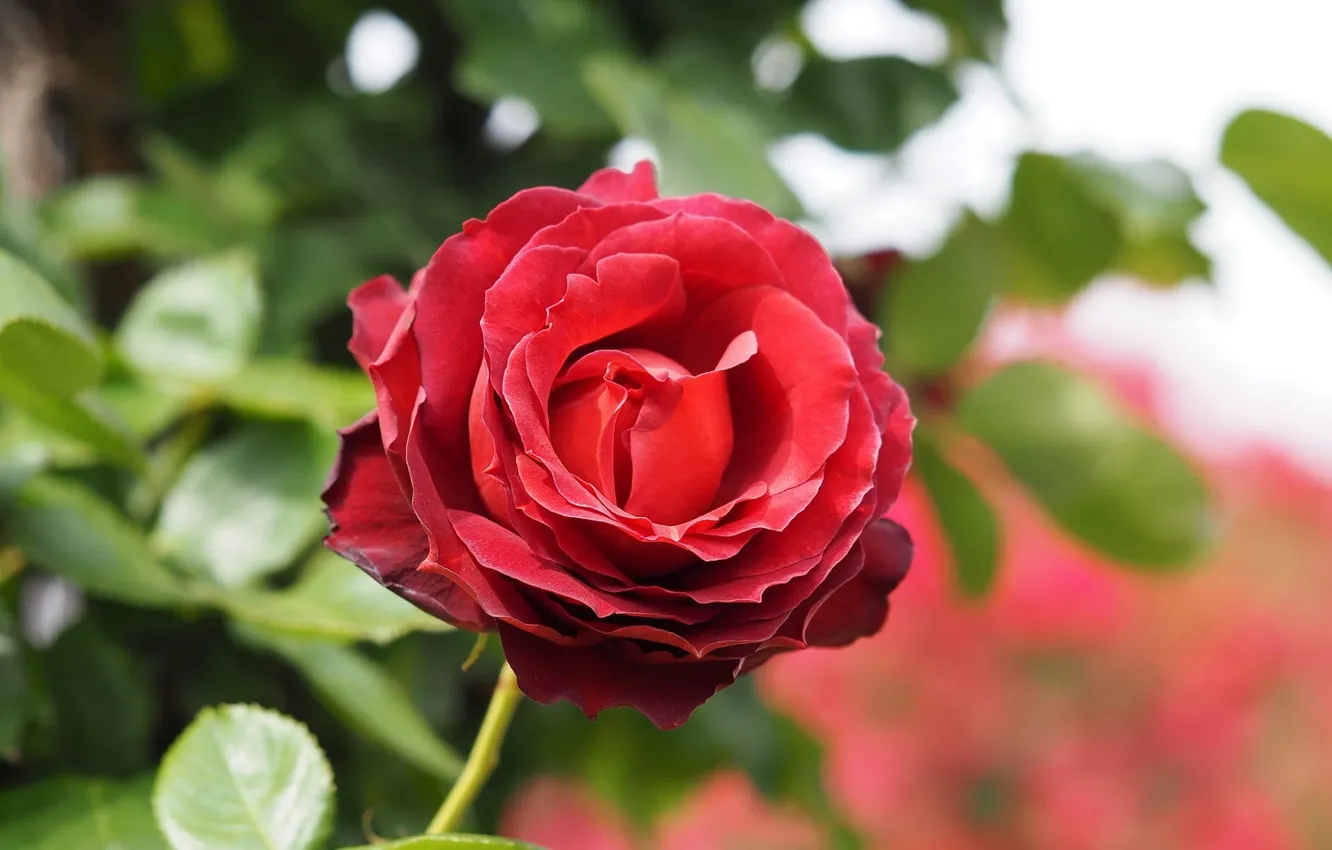 Photo wallpaper leaves, red, roses, blur
