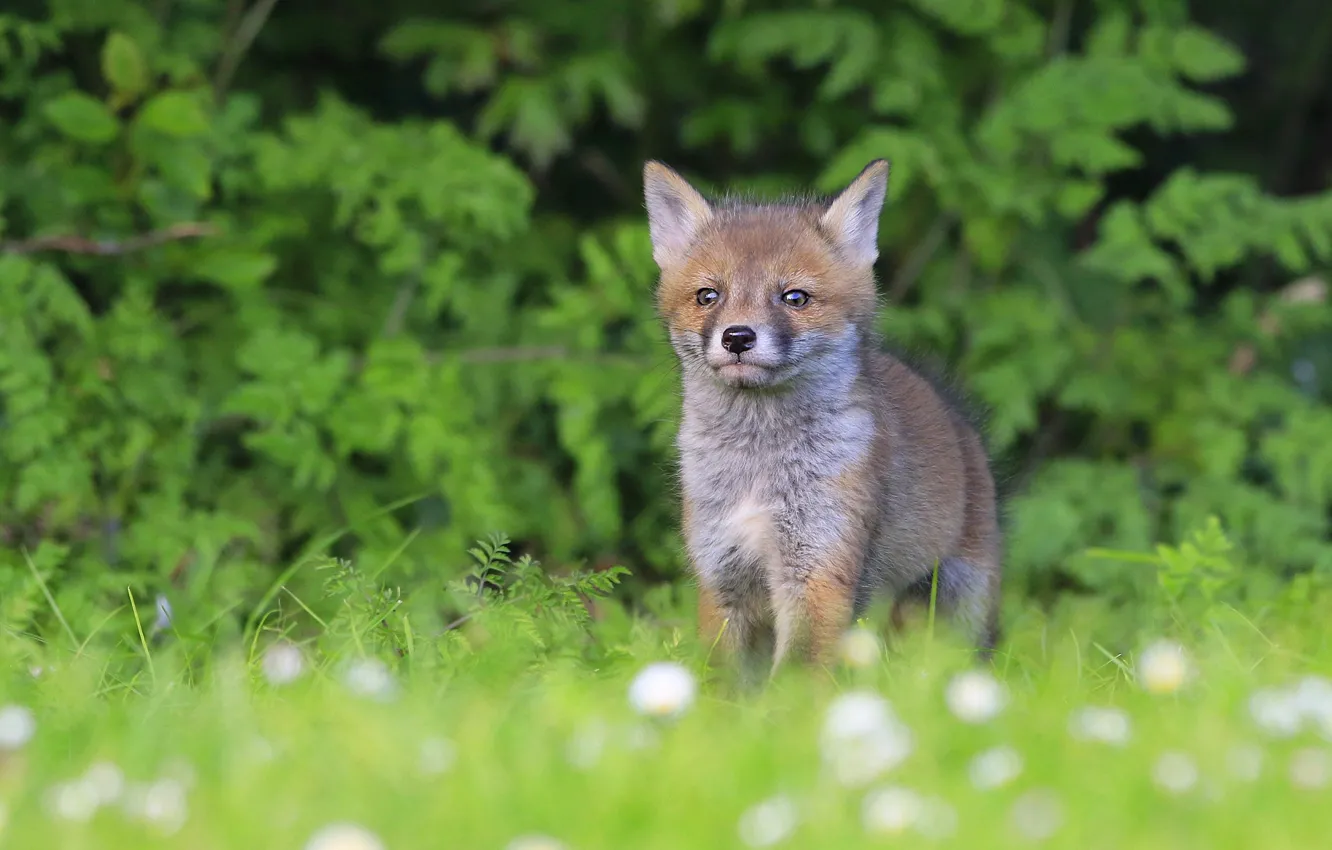 Photo wallpaper greens, summer, grass, baby, Fox, clearing, the bushes, Fox