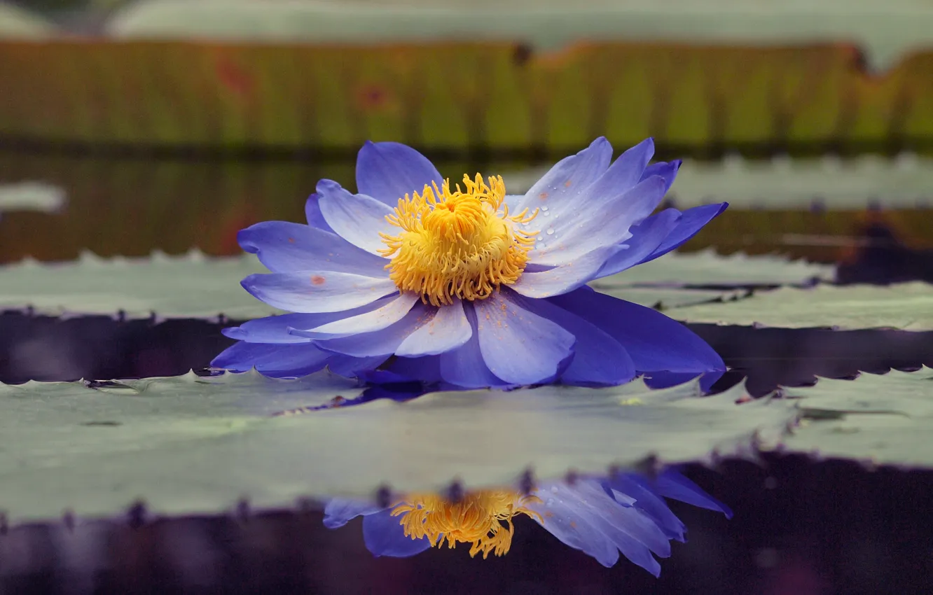 Photo wallpaper leaves, water, drops, pond, reflection, pollen, blue, Lotus
