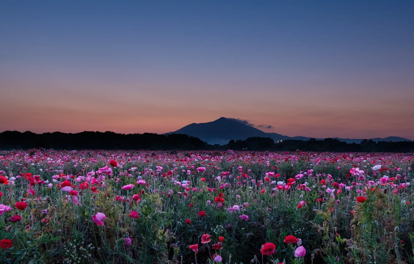 Photo wallpaper mountains, the evening, poppy field