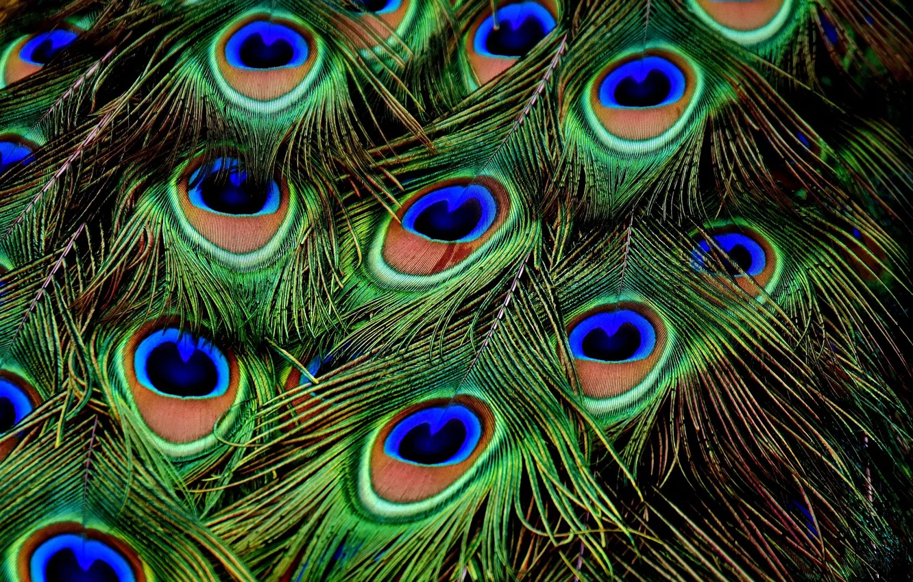 Photo wallpaper Macro, Feathers, Peacock, Color