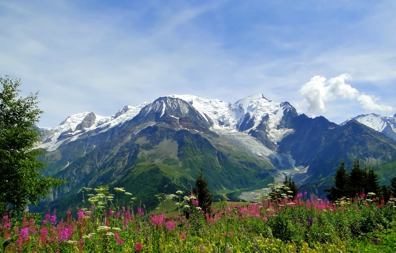 Photo wallpaper flowers, mountains, nature, Alps, meadow, Alps, Blanc, Mont Blanc
