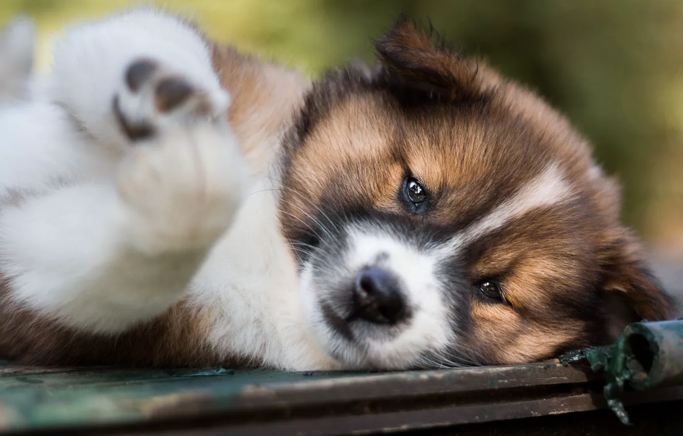Photo wallpaper look, face, close-up, pose, portrait, dog, paws, cute