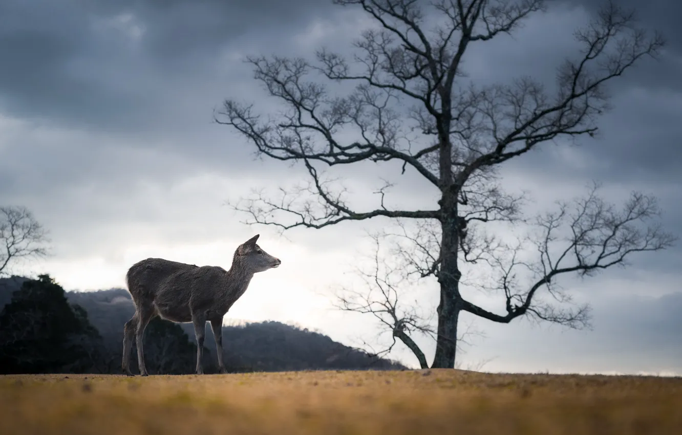Photo wallpaper Japan, Deer, Nara Park
