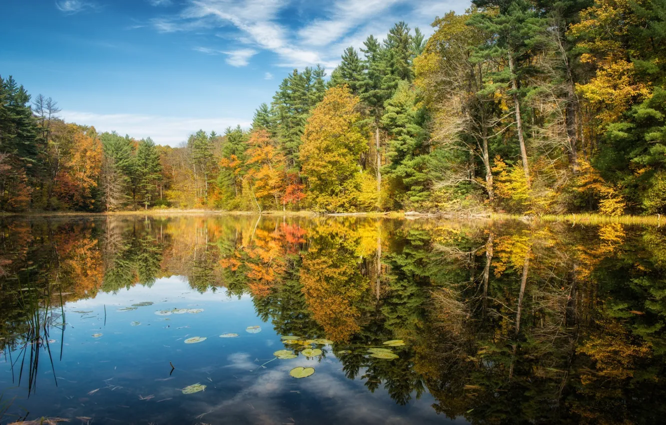 Photo wallpaper autumn, forest, nature, lake