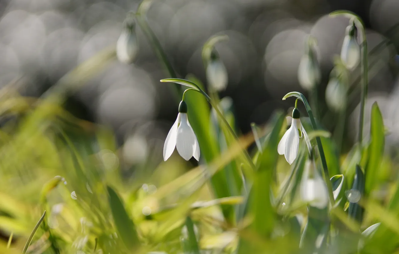 Photo wallpaper flowers, spring, snowdrops, white