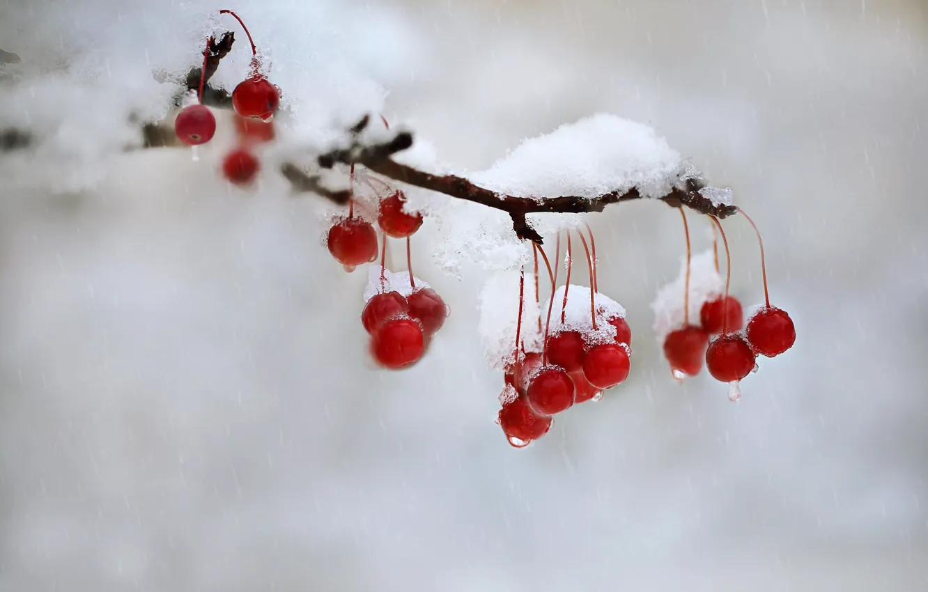 Photo wallpaper winter, drops, snow, nature, berries