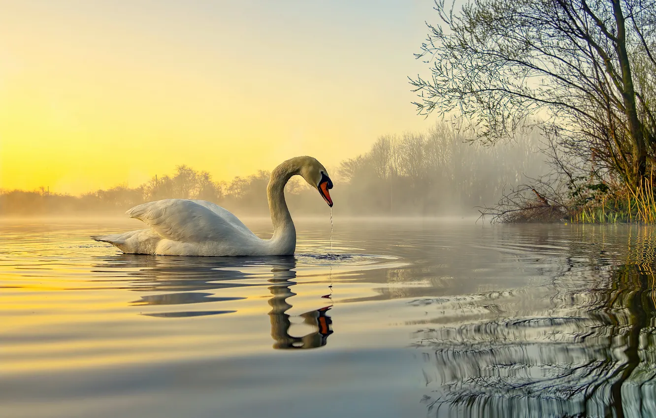 Photo wallpaper nature, bird, swans