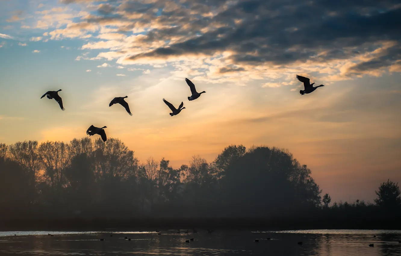 Photo wallpaper landscape, birds, nature, pack, pond, geese, fly