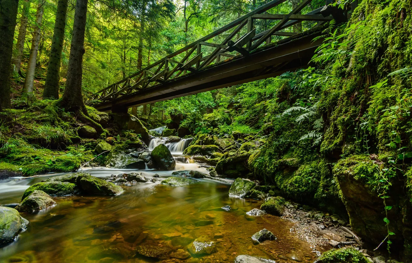 Photo wallpaper forest, bridge, stream, stones, moss, Germany, cascade, Germany
