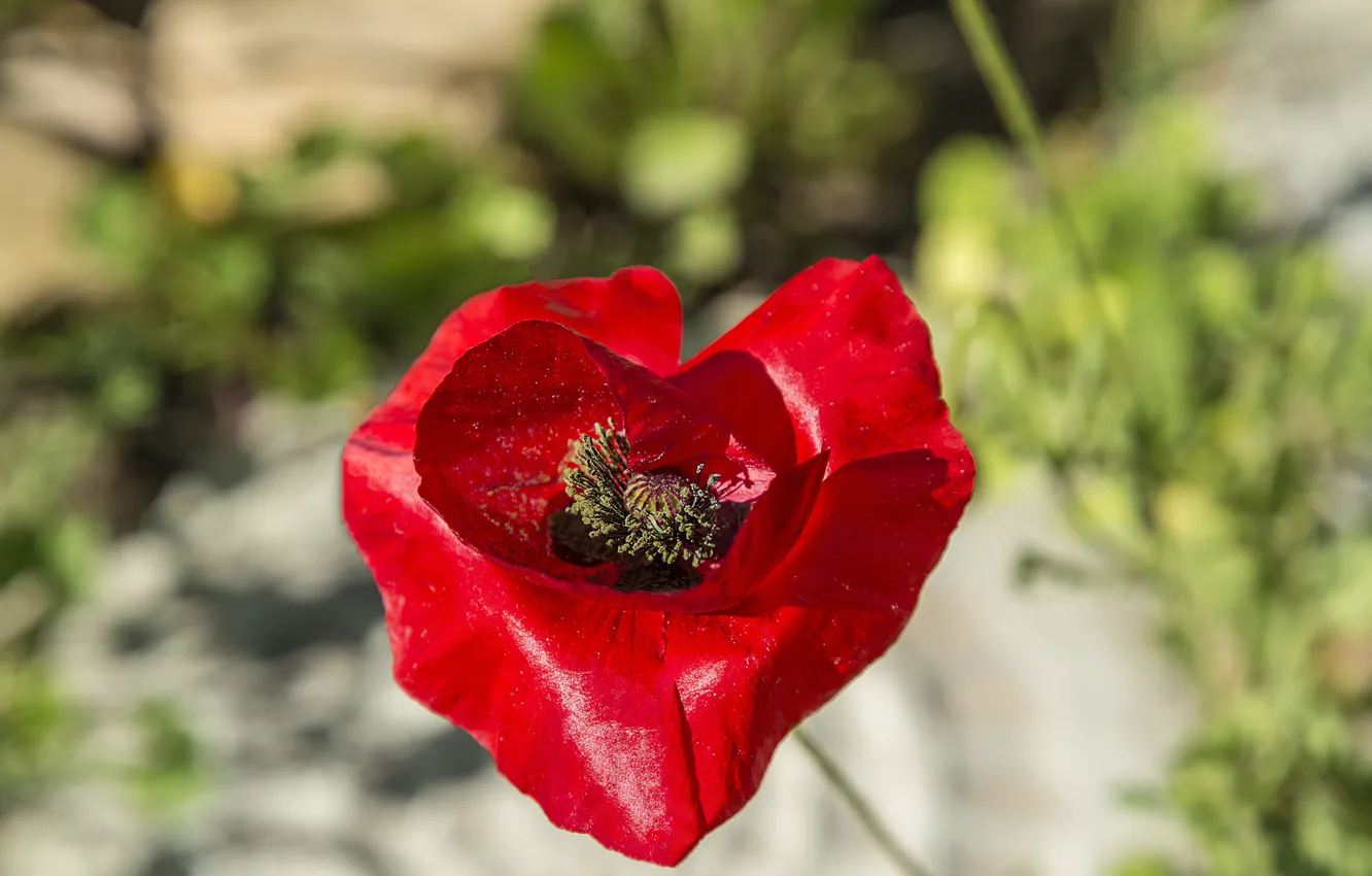 Photo wallpaper macro, spring, macro, spring, Red poppy, Red poppy