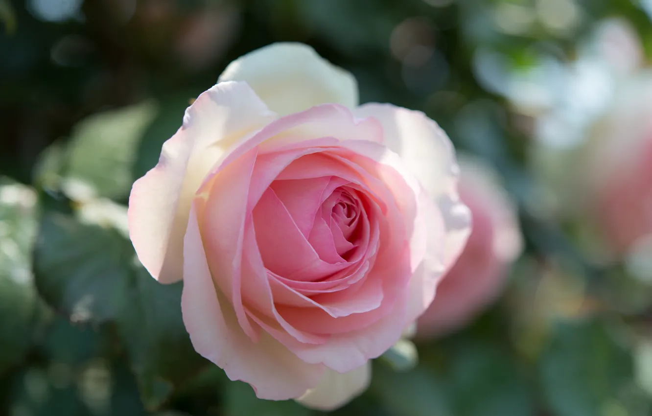 Photo wallpaper tenderness, roses, pink