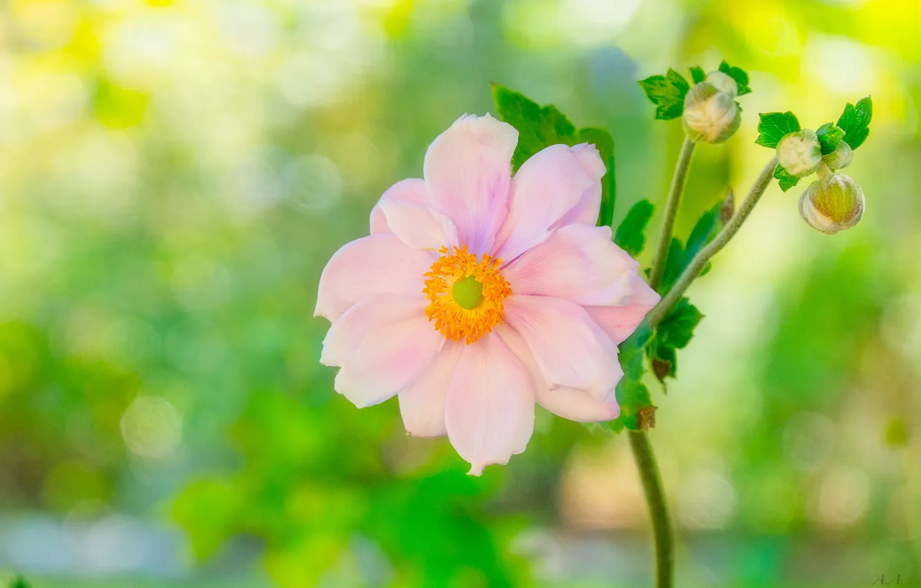 Photo wallpaper flowers, roses, buds, flowering