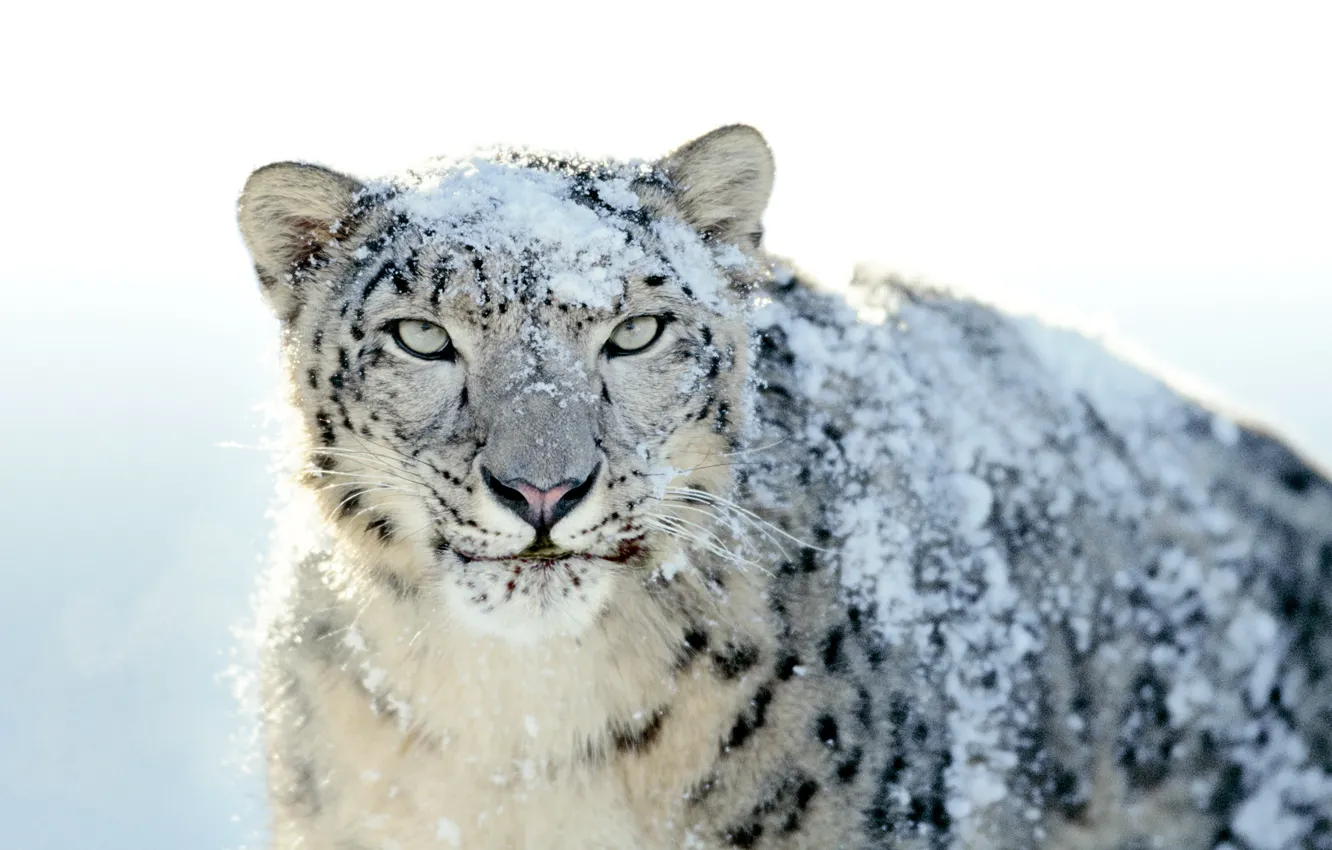 Photo wallpaper snow, Snow Leopard, IRBIS, snow leopard
