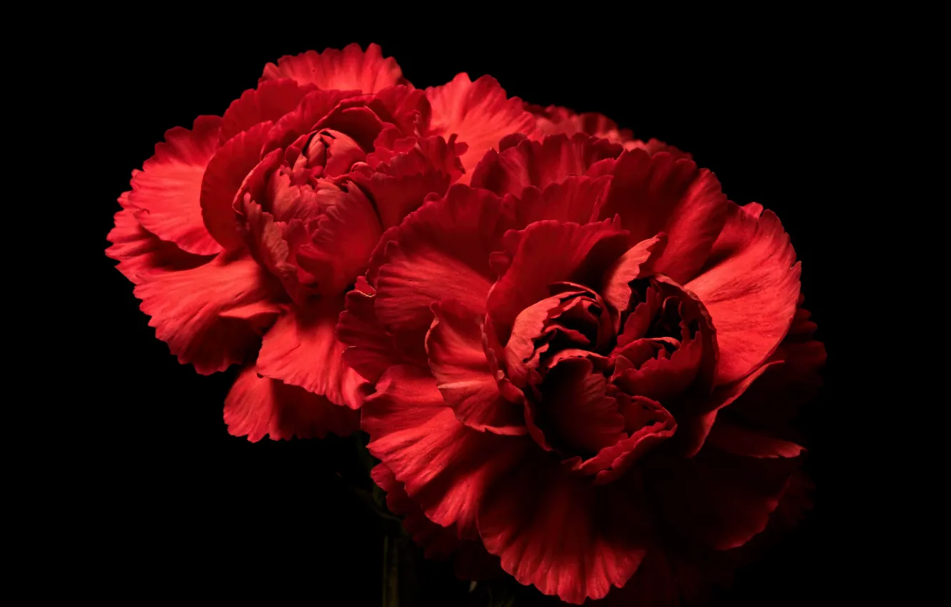 Photo wallpaper flowers, background, carnation