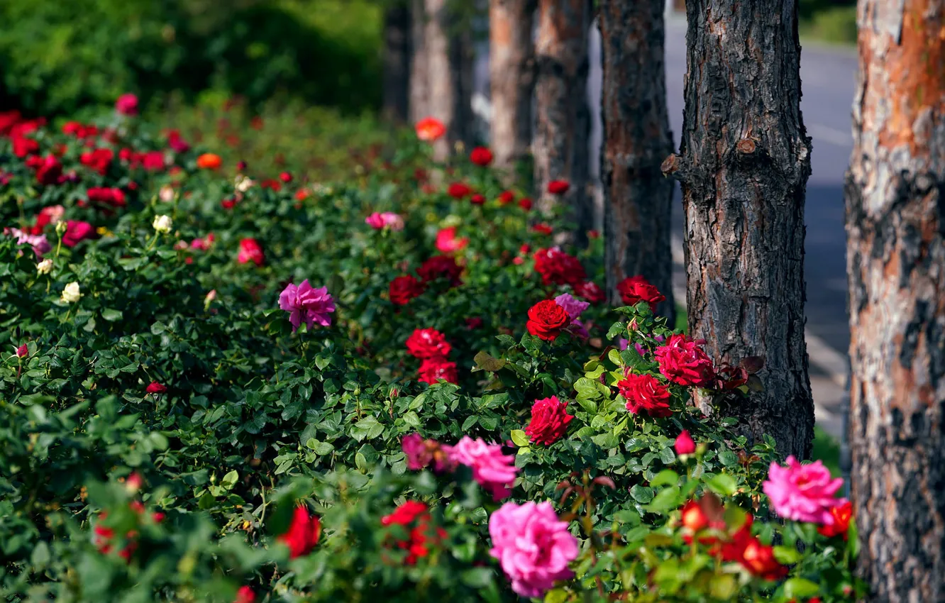 Photo wallpaper flowers, red, Park, roses, garden, pink, a lot, rose Bush