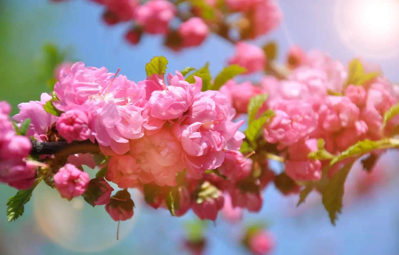 Photo wallpaper spring, Sakura, pink, flowering