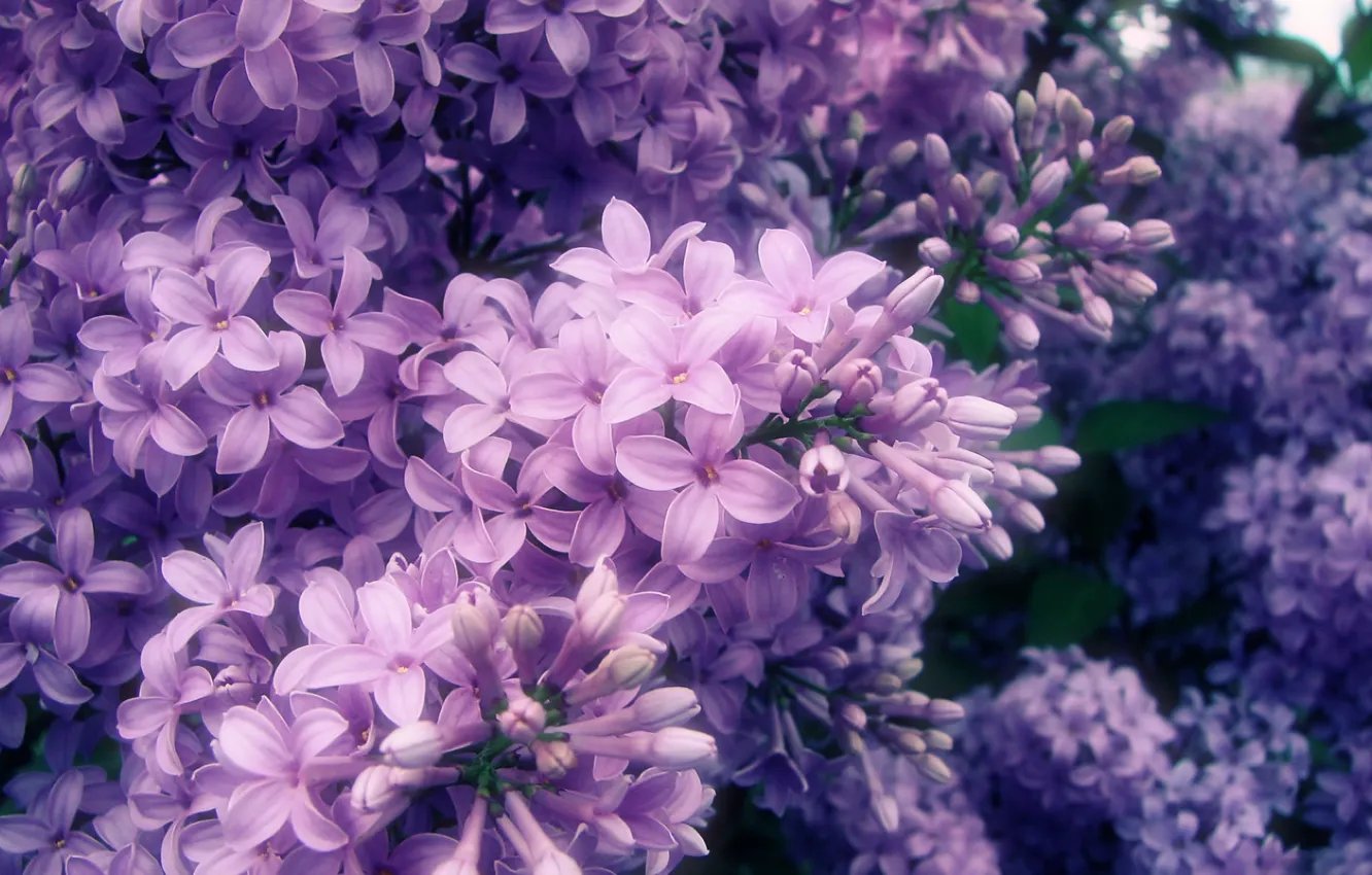 Photo wallpaper branch, spring, petals, flowering, lilac