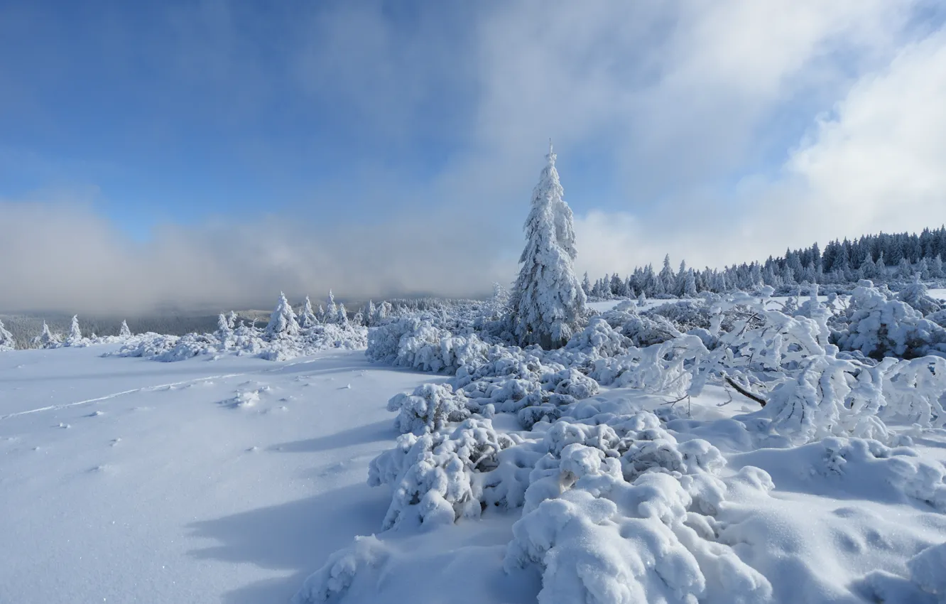 Photo wallpaper The sky, Winter, Trees, Snow, Forest, Frost, Sky, Winter