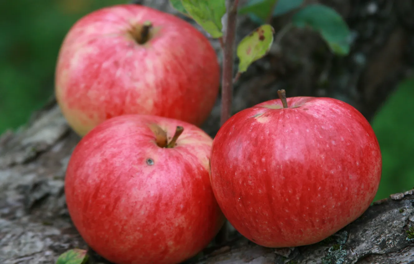 Photo wallpaper nature, background, apples, food, garden, harvest, fruit