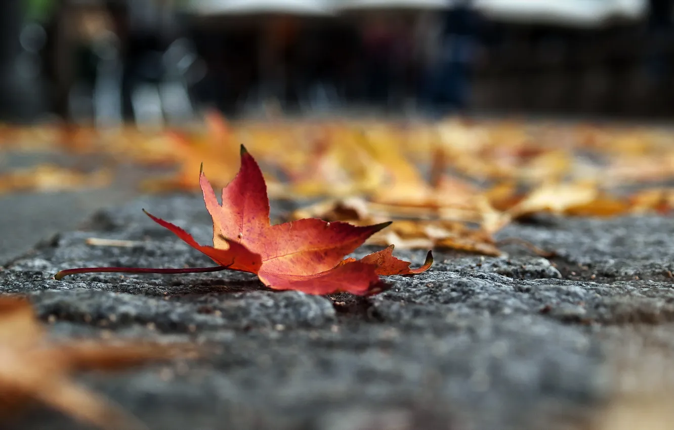 Photo wallpaper leaves, background, street