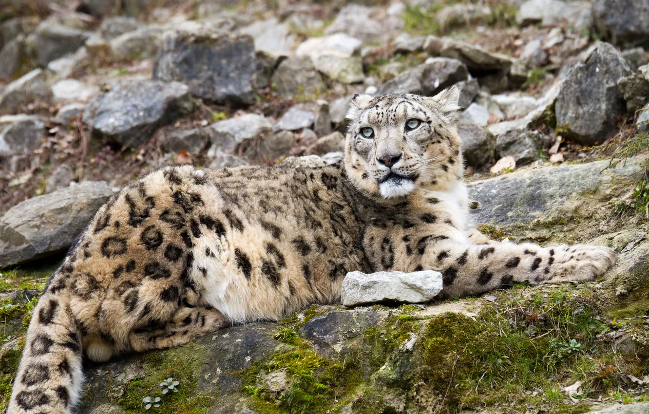 Photo wallpaper cat, stones, moss, IRBIS, snow leopard