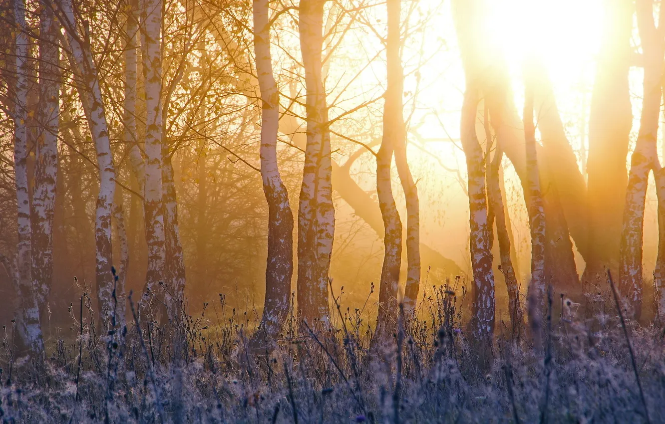 Photo wallpaper light, sunset, beauty, birch
