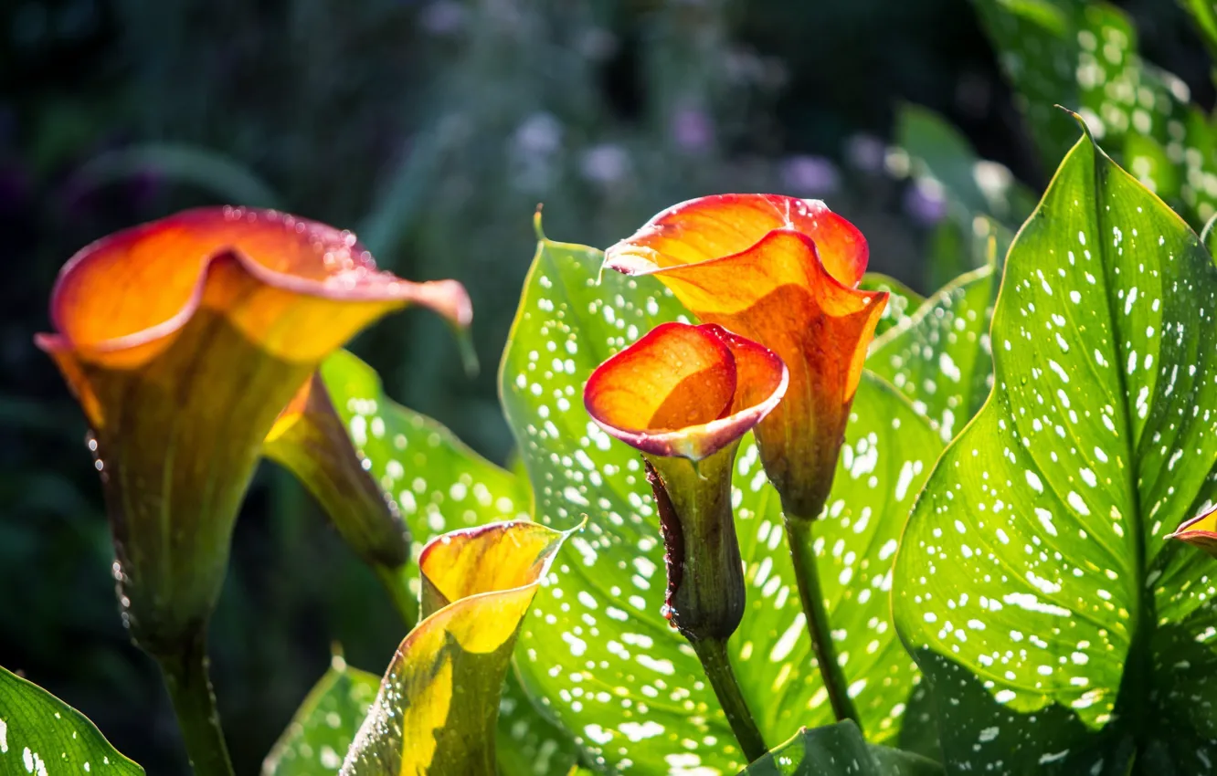 Photo wallpaper leaves, flowers, flowering, flowers, leaves, Calla lilies, blossoms, Calla