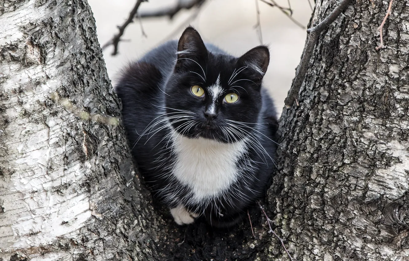 Wallpaper Cat, Tree, Black, Baleen Images For Desktop, Section кошки 