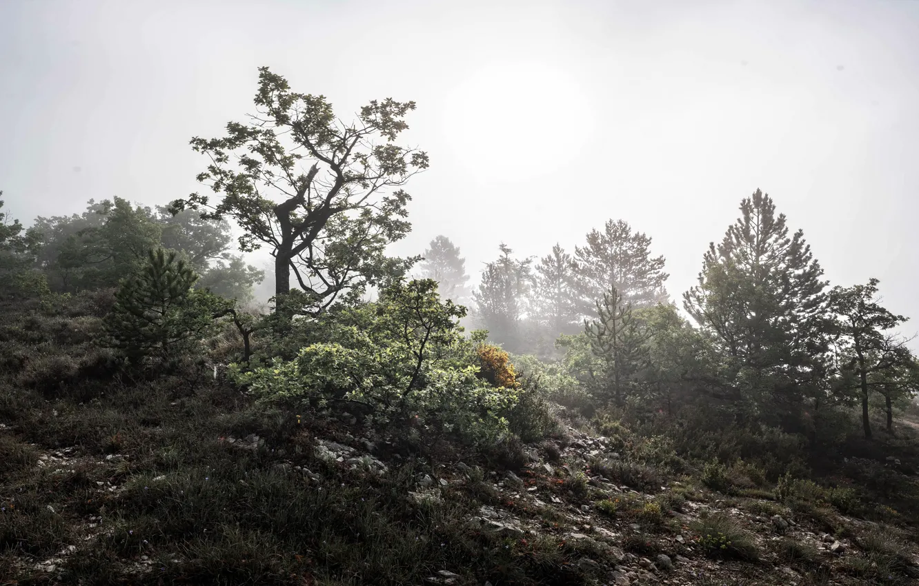 Photo wallpaper fog, tree, morning