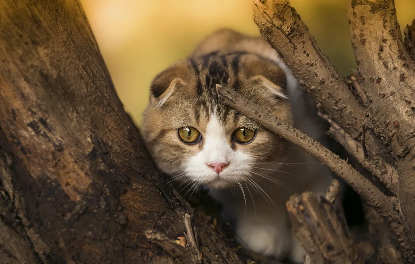 Photo wallpaper cat, look, kitty, tree, muzzle, Scottish fold