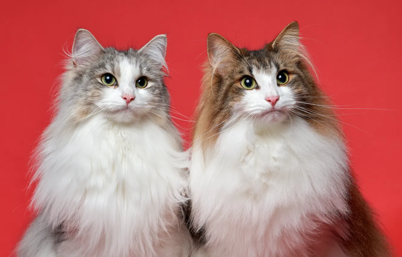 Photo wallpaper cat, look, background