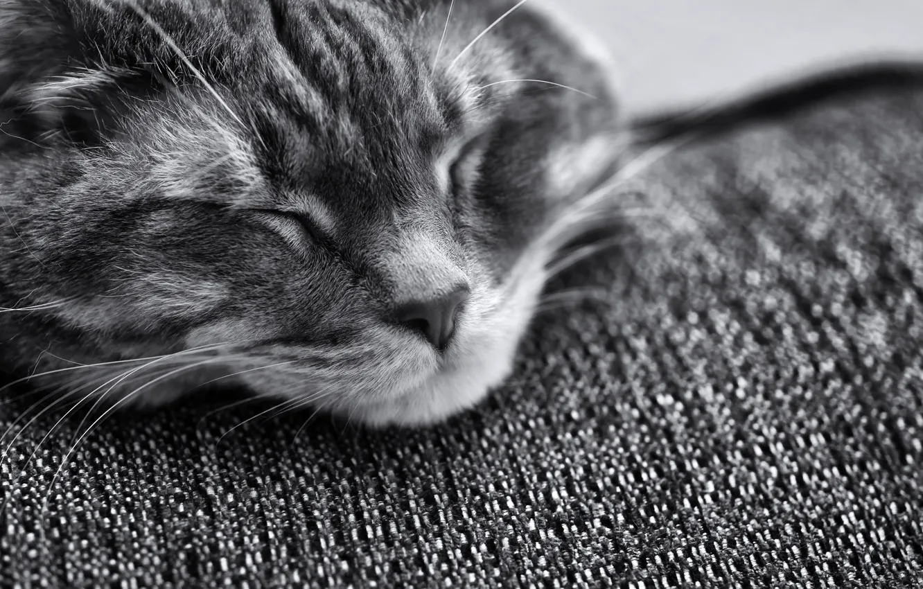 Photo wallpaper cat, cat, face, muzzle, sleeping, black and white